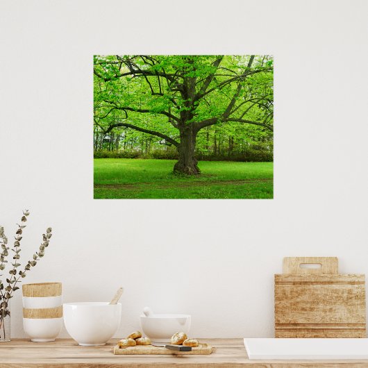 Poster Linden Tree (Cuisine)
