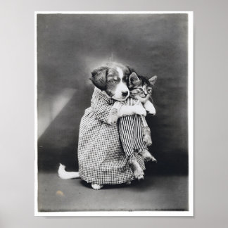 Poster L'Infirmière Chaton Chaton Harry Whittier Libère 1