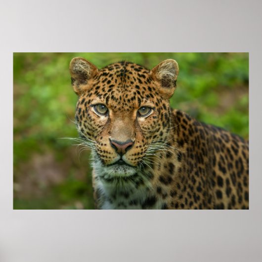 Poster L'intensité de Jaguar (Devant)