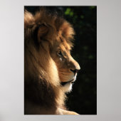 Poster Lion (Devant)