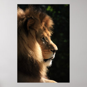 Poster Lion
