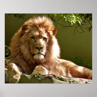 Poster Lion