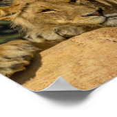 Poster Lion (Coin)