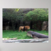 Poster Lion (Devant)