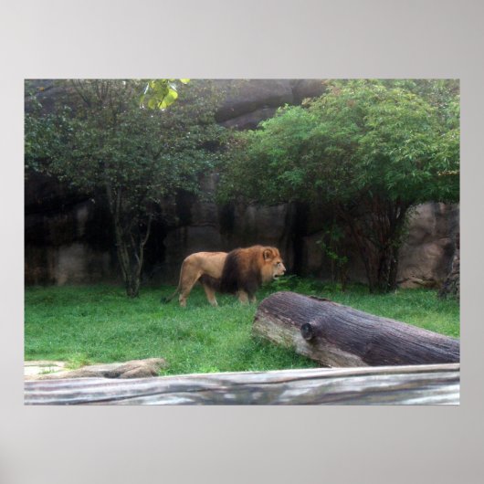 Poster Lion (Devant)