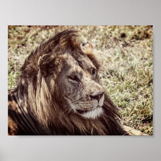 Poster Lion (Devant)