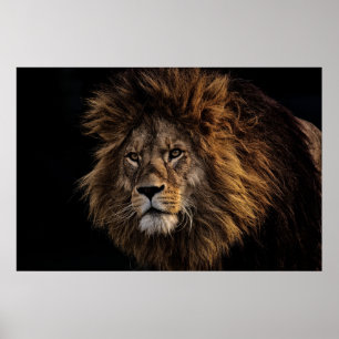 Poster Lion