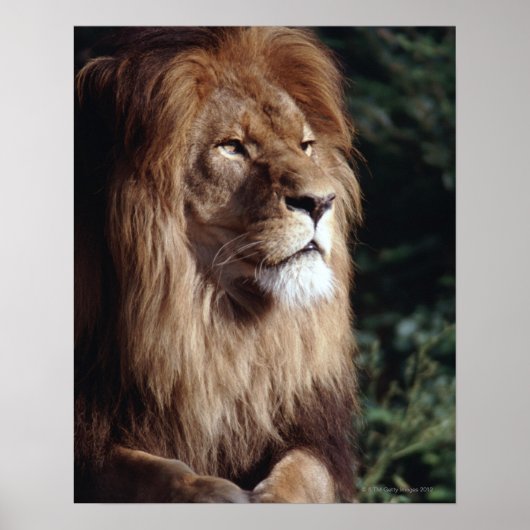 Poster lion (Devant)