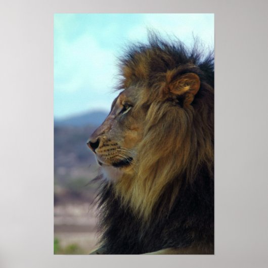 Poster Lion (Devant)