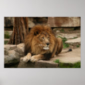 Poster Lion (Devant)