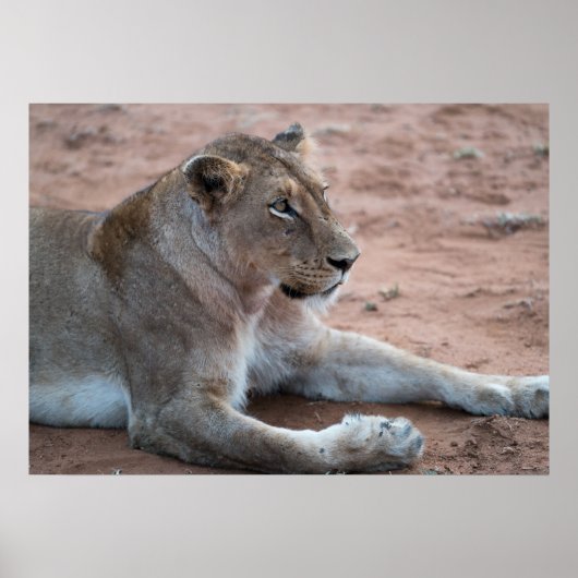 Poster Lion (Devant)