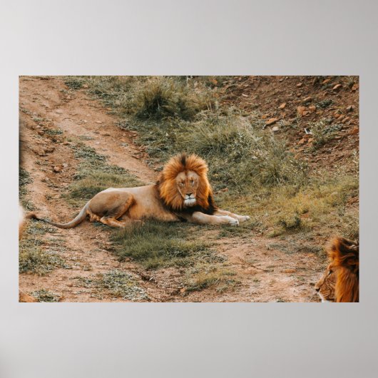 POSTER LION (Devant)