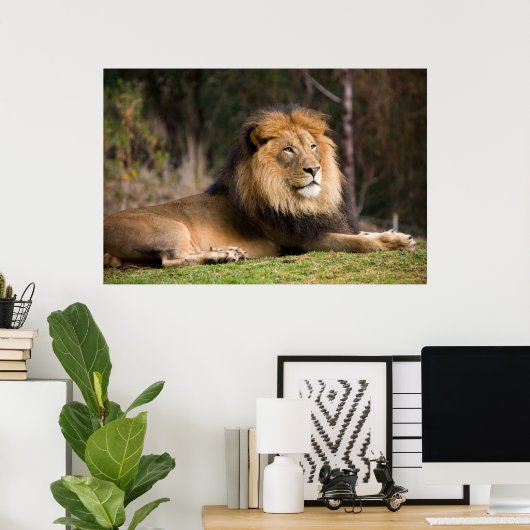 Poster Lion (Bureau à domicile)