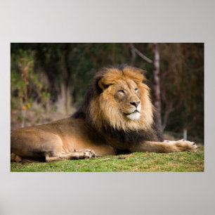 Poster Lion