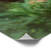 Poster Lion adult (Coin)