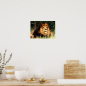 Poster Lion africain (Cuisine)
