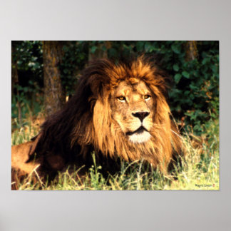 Poster Lion africain