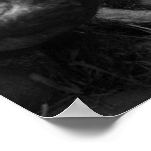 Poster Lion africain (Coin)