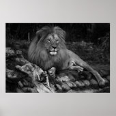 Poster Lion africain (Devant)