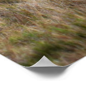 Poster Lion africain mâle dans l'herbe (Coin)