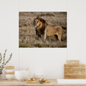 Poster Lion africain mâle dans l'herbe (Cuisine)