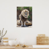 Poster Lion assis sur les rochers (Cuisine)