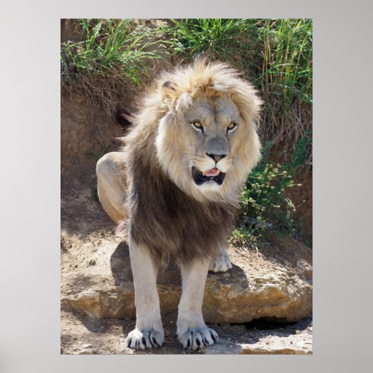 Poster Lion assis sur les rochers (Devant)