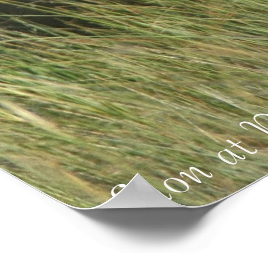 Poster Lion au repos (Coin)