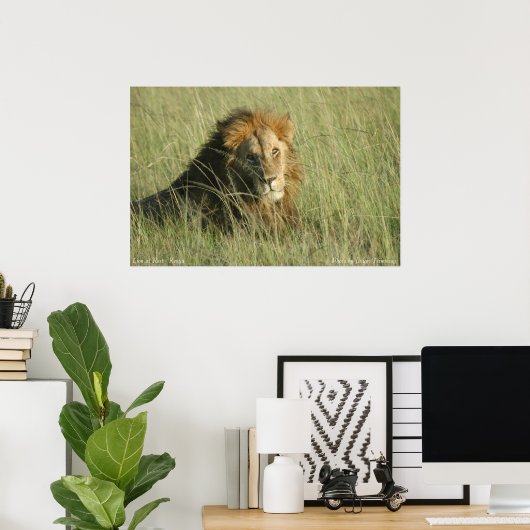 Poster Lion au repos (Bureau à domicile)