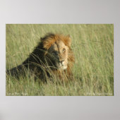Poster Lion au repos (Devant)