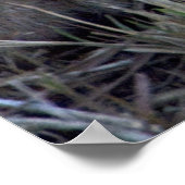 Poster Lion Baby (Coin)