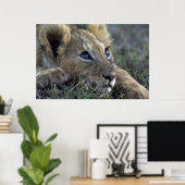 Poster Lion Baby (Bureau à domicile)