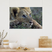 Poster Lion Baby (Cuisine)