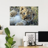 Poster Lion Baby (Bureau à domicile)