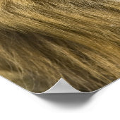 Poster Lion barbare africain, Panthera leo leo, l'un des (Coin)