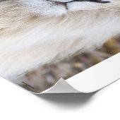 Poster Lion blanc (Coin)