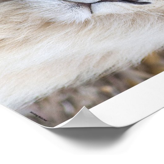 Poster Lion blanc (Coin)