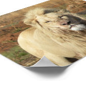 Poster lion blanc (Coin)