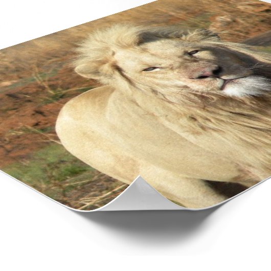 Poster lion blanc (Coin)