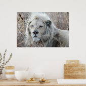 Poster Lion blanc d'Afrique du Sud reposant (Cuisine)