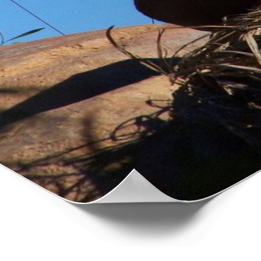 Poster Lion coucher du soleil (Coin)