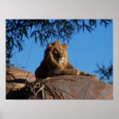 Poster Lion coucher du soleil (Devant)