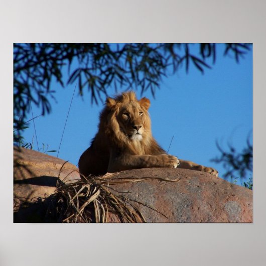 Poster Lion coucher du soleil (Devant)