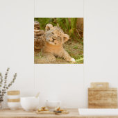 Poster Lion Cub (Cuisine)