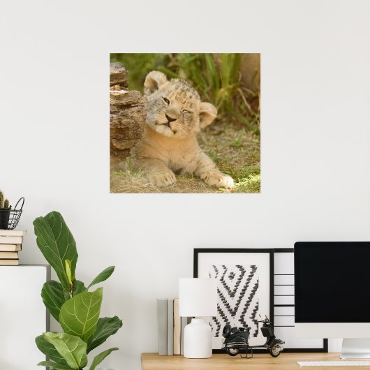 Poster Lion Cub (Bureau à domicile)