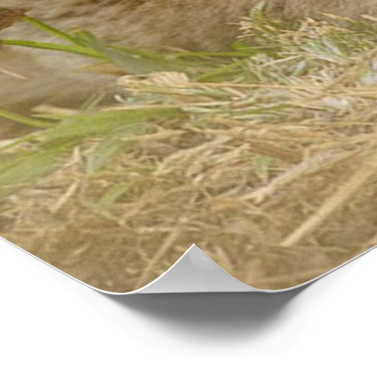 Poster Lion Cub (Coin)