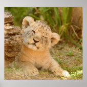 Poster Lion Cub (Devant)