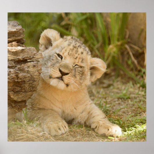 Poster Lion Cub (Devant)