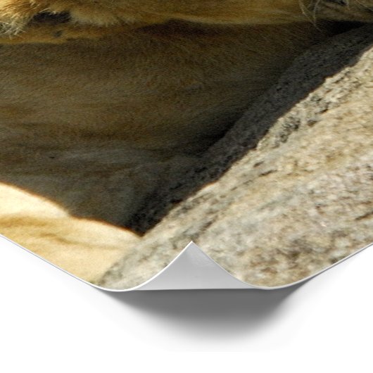 Poster Lion Cub (Coin)