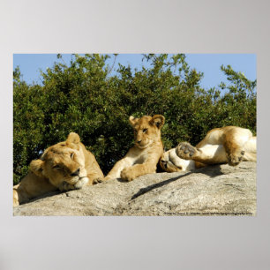 Poster Lion Cub